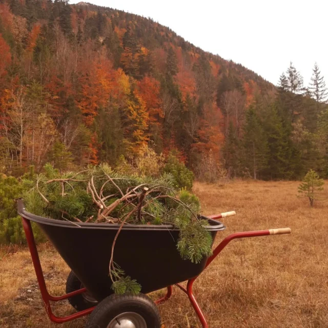 Artenvielfalt rauf! Heute durfte ich für die Weggemeinschaft Hinterriß, die ÖBF und den Naturpark Karwendel das Freischneiden des alten Gießens organisieren. Schön wars! @naturparkkarwendel @bundesforste