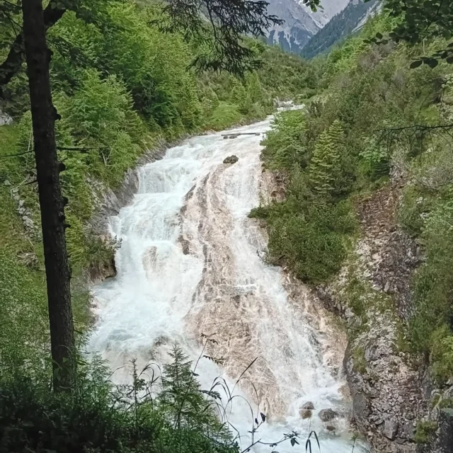Uni-Exkursion "Biodiversität und Klimawandel" am Wildfluss, im Bergwald bei den Gänsen... #natureandrock  #universitätinnsbruck  #institutfürökologie
