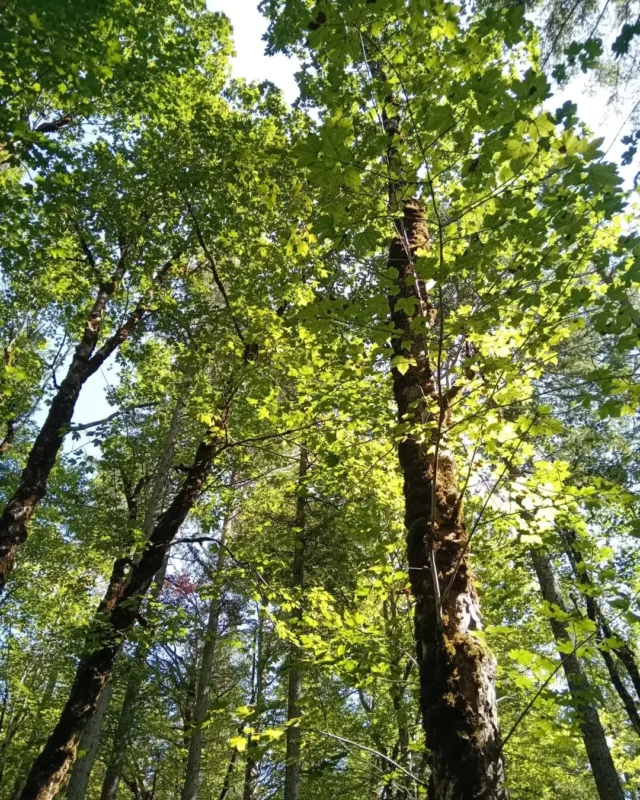 Streifzug durch ein naturschutz-Projektgebiet des Karwendelmarsches. Mit tollen Begegnungen! #karwendelmarsch #sonntagplus #naturparkkarwendel